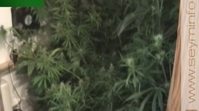 Курянин угощал коноплей друзей и знакомых бесплатно