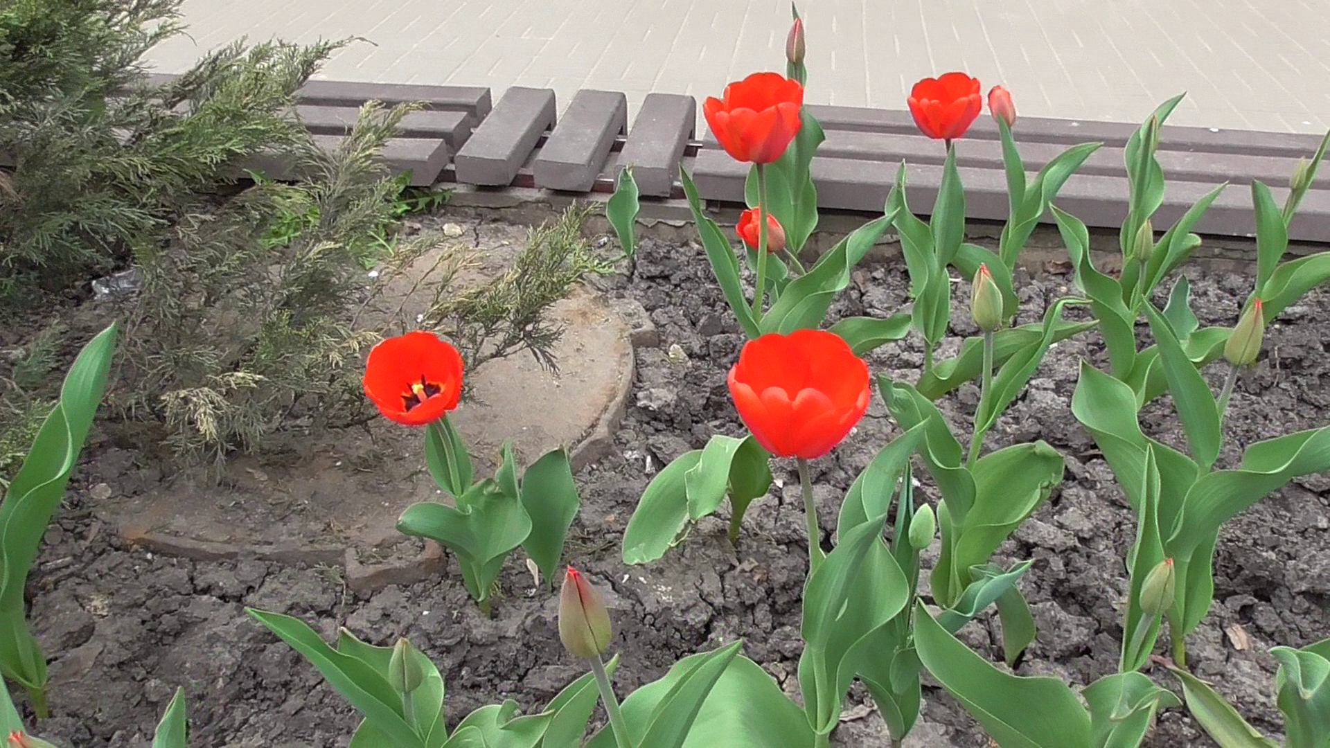 Красные тюльпаны цветут на улице