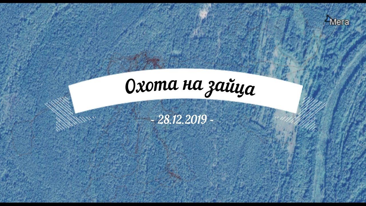 Охота на зайца 28.12.2019