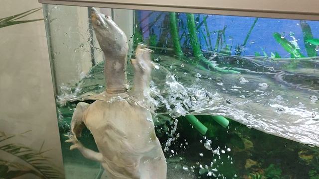 VID_20230528_153743.mp4