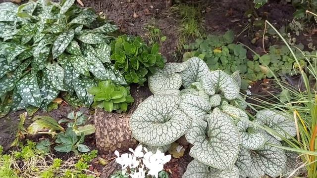 Осень в моём саду. Декоративные растения моего осеннего сада ? Herbst in meinem Garten ?