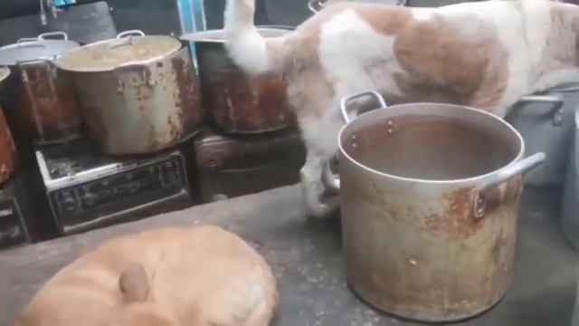 Душа Человека | Маленький Большой Мир ДОРЫ | 💗
