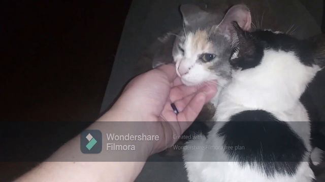 Hope, Petunia, & Chunk 12 26 2020