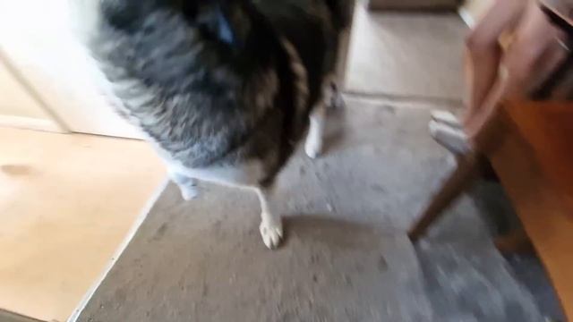 Husky's Meet Again After Weeks Of Being Apart!