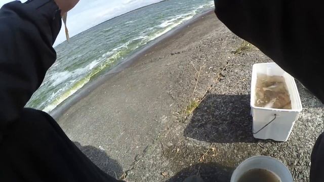 Плотва. Ловля плотвы.