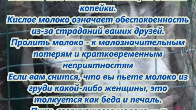 К чему снится молоко