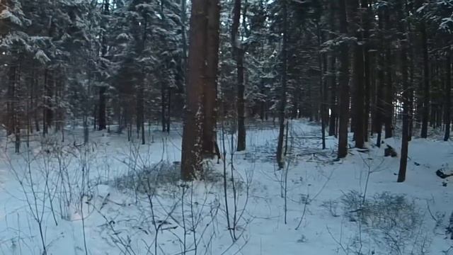 охота на зайца и лису 21 01 2018 с гончими