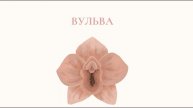 Что такое вульва? Строение и предназначение вульвы