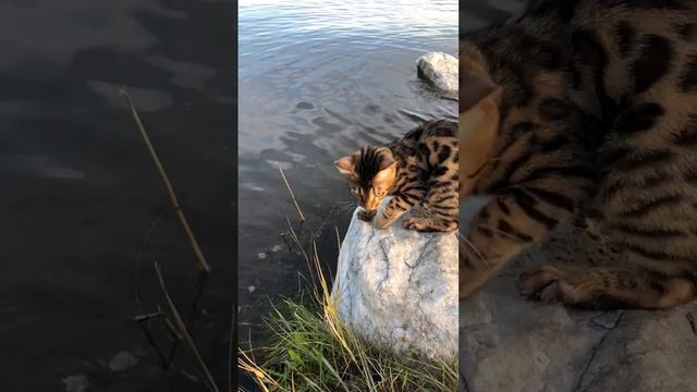 The Cat Touches The Water In The Lake With Its Paw.