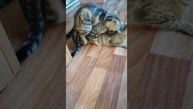 Кошка первый раз с котом, вязка.