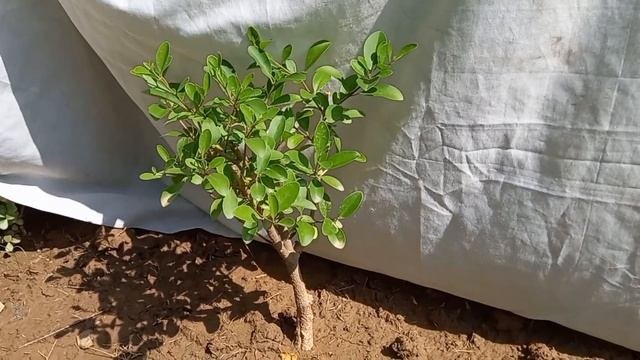 Clerodendrum InermeEnarmi bonsai plant