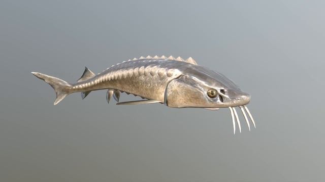 3d model. Fish: Russian sturgeon. 3d модель. Рыба: Русский осетр.