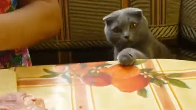 Кошка просит кусочек мяса