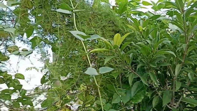 మా మిద్దెతోట ఎలా ఉందో చూడండి | My Terrace Garden Tour