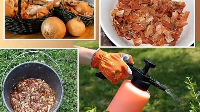 Луковая шелуха - применение и ее полезные свойства