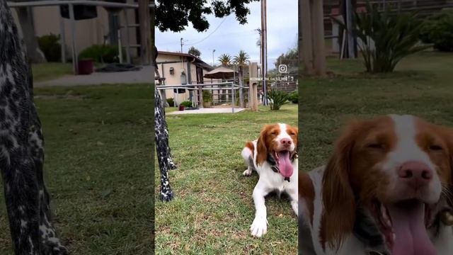 Find me with the hounds...#australiancattledog #gsp