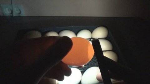 Инкубация куриных яиц | Все этапы | Часть 2 | ЕвроФерма