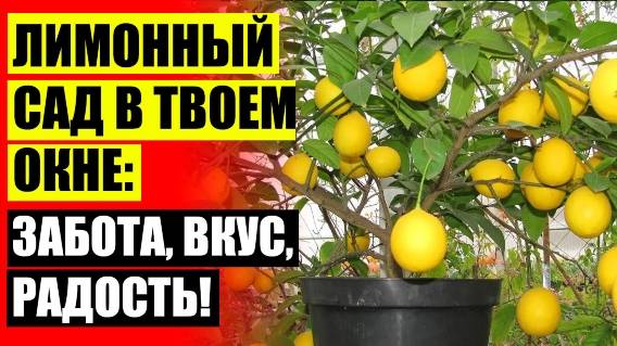 🔔 Цитрусовые на подоконнике 🔔 Как из косточки вырастить лимон в домашних