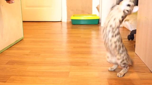 Бенгальский котёнок. Олька - игрулька