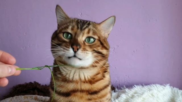 Дикий кот бенгал ест траву с рук