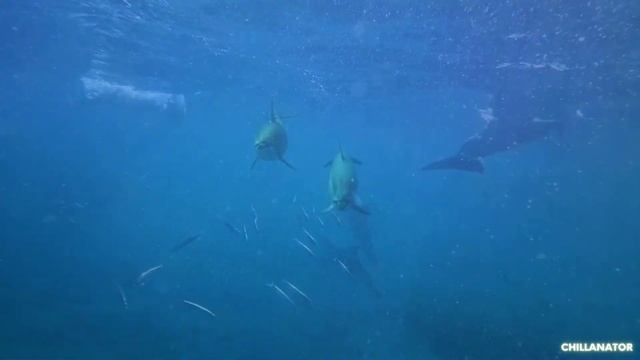 Underwater Whale and Dolphin sounds// the Best Ambiance for Deep Sleep, Anxiety, Focus