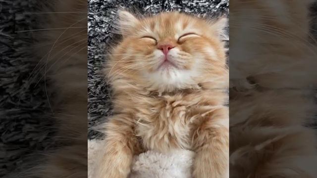 милота)))))