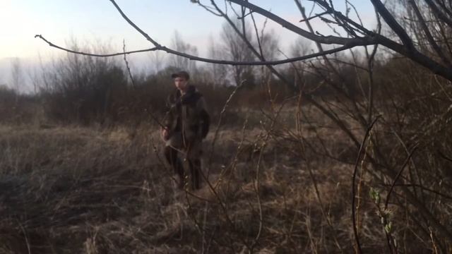 охота с русской гончей  натаска гончих