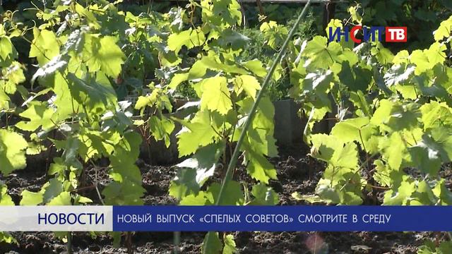 22 июня смотрите новый выпуск программы «Спелые советы»