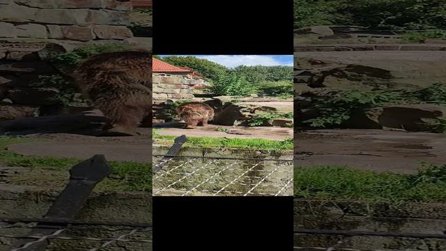 Калининград. Зоопарк Старый Медведь