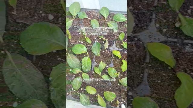 VID_261311014_091449_153.mp4