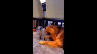 Funniest Cats And Dogs Videos 😁 - Best Funny Animal Videos 2024 🥰#8