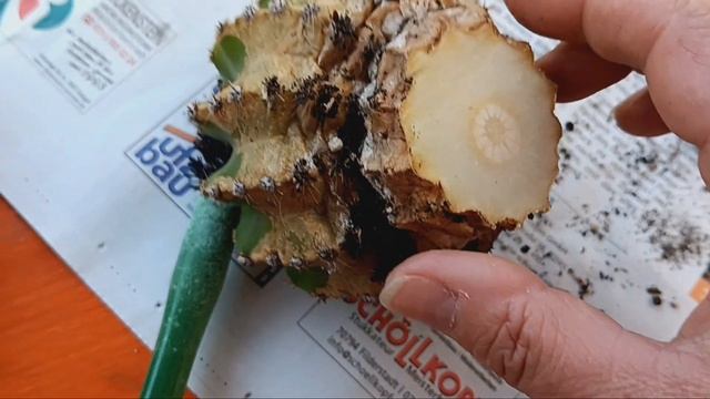 Отрубила голову кактусу..Зачем?Прививка кусочка кактуса.