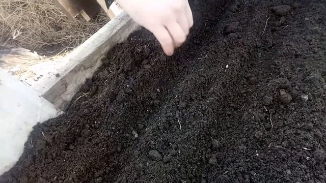 Посев капусты на рассаду в теплице!!! Отрыжка оператора?????)))