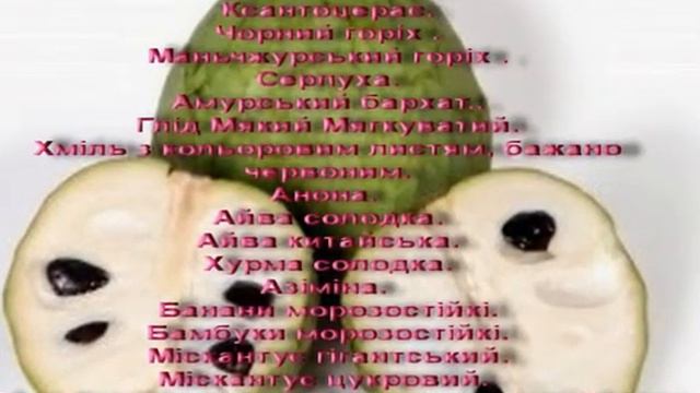 КУПЛЮ Саджанці.