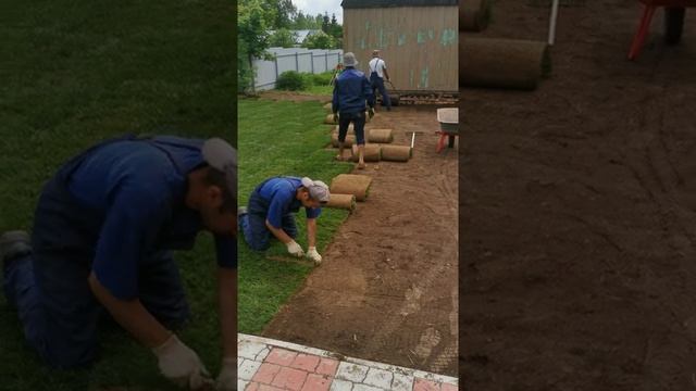 Укладка рулонного газона