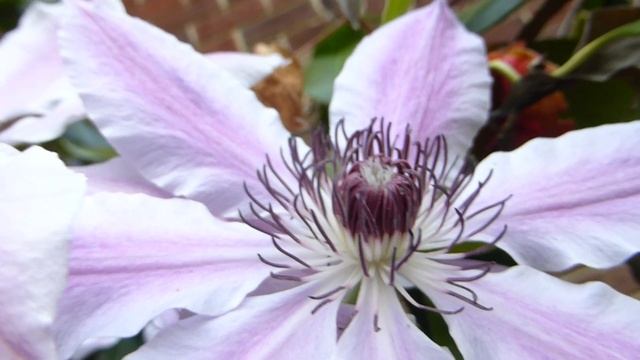 Flowering Vines - Clematis 'Nelly Moser' - Silkibergsóley - Klifurplanta - Vafningsjurtir