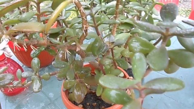 Денежные деревья. Толстянка. Какая земля, какой полив.