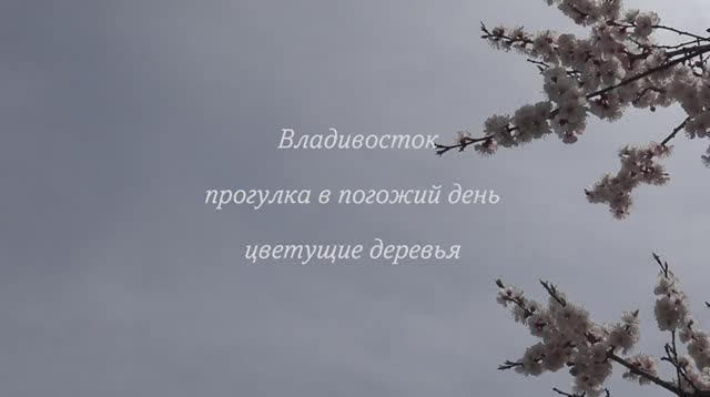 Владивосток прогулка в погожий день,цветущие деревья.