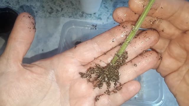 Зачем прививать томаты