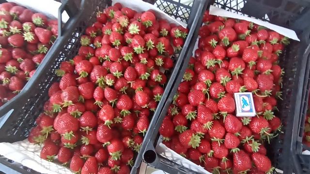 Тольятти - 1 кг ягоды с куста.