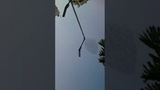 Птицы танцуют