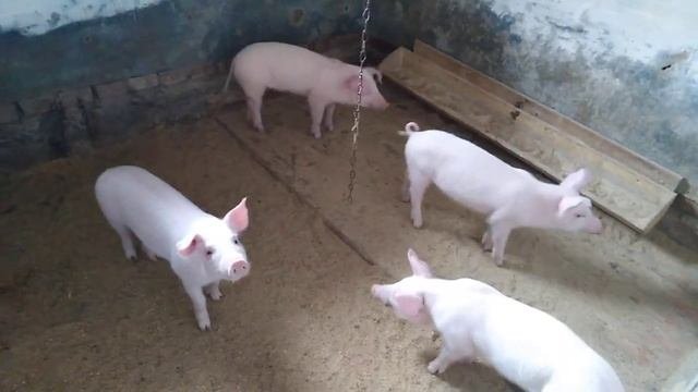 Диарея у маленьких поросят. Нужно реагировать незамедлительно.