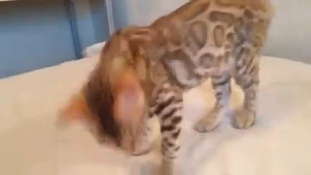 Бенгальские котята