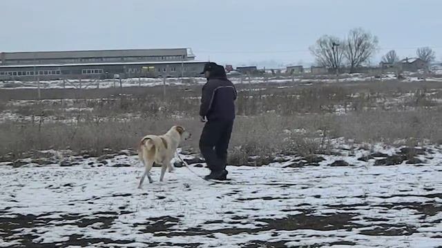 Атила  САО