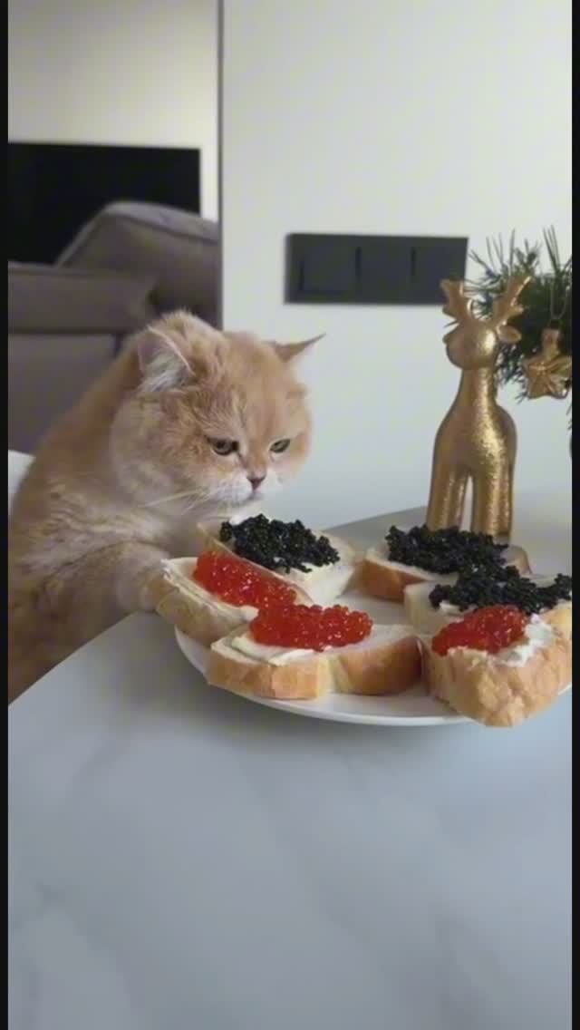 Забавные питомцы?