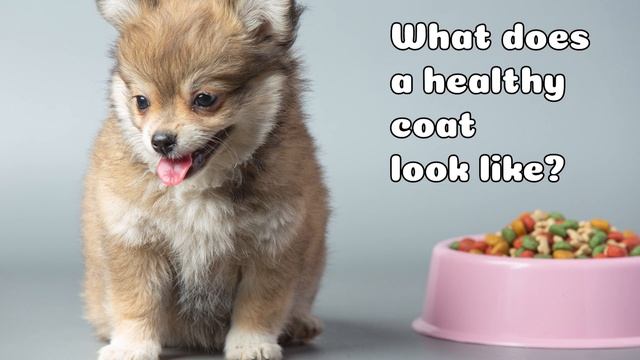 Podcast 26: Nutrition for healthy skin and coat