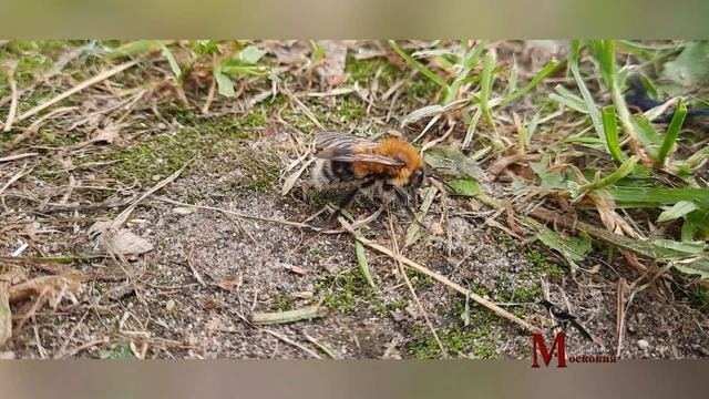 Дачные насекомые выпуск 1