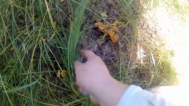Грибы лисички