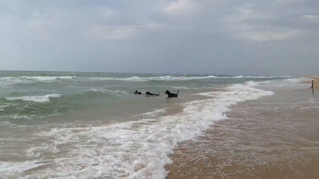 Ризеншнауцеры на море