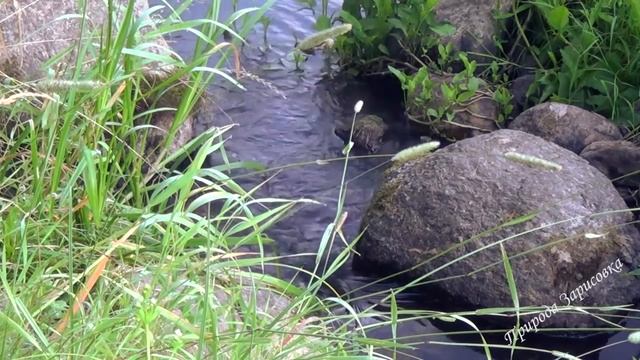 КРАСИВЫЙ Лесной Ручей   Журчание воды со Звуками природы   ПОСЛУШАЙТЕ ПРИРОДУ и пение птиц